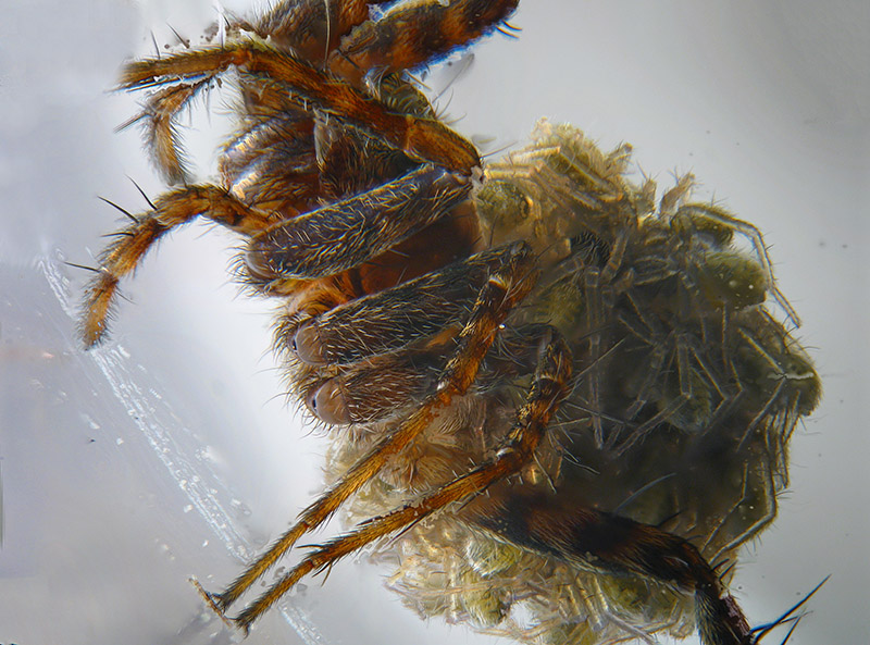 Piccoli Lycosidae:  Pardosa sp.  - Albizzate (VA)